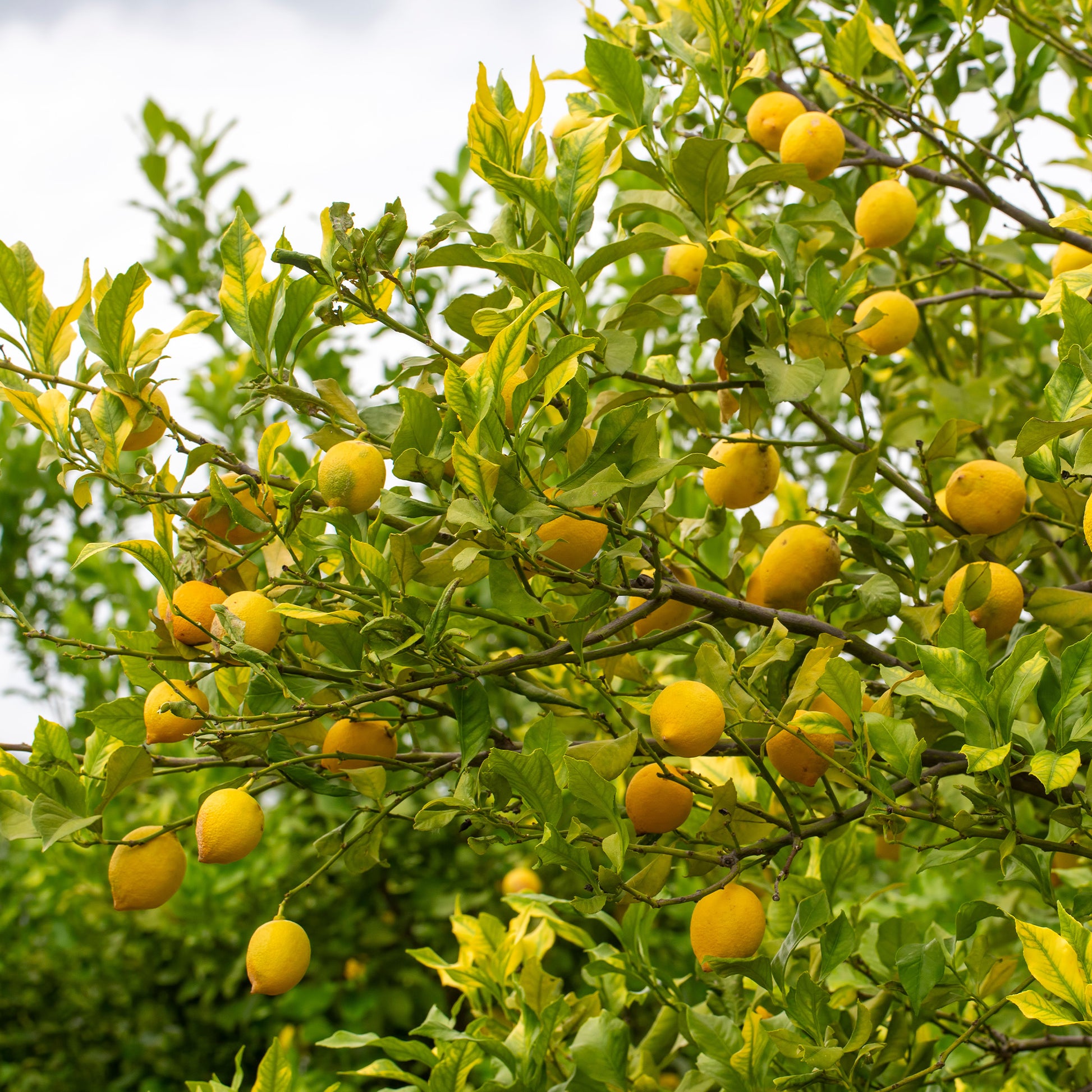 Zitronenbaum - Citrus limon - Bakker