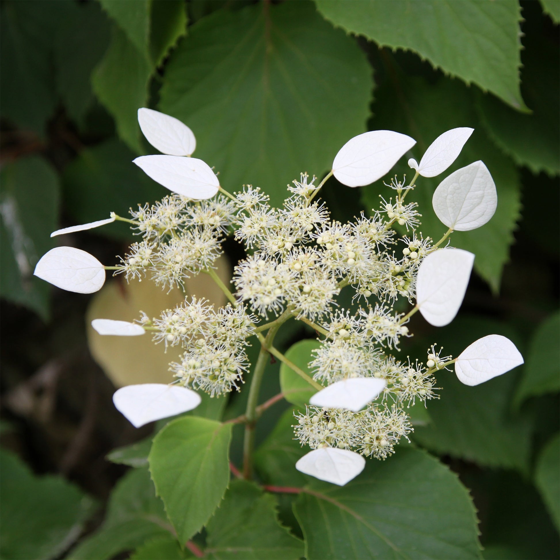 Kletterhortensie - Spalthortensie - Schizophragma hydrangeoïdes