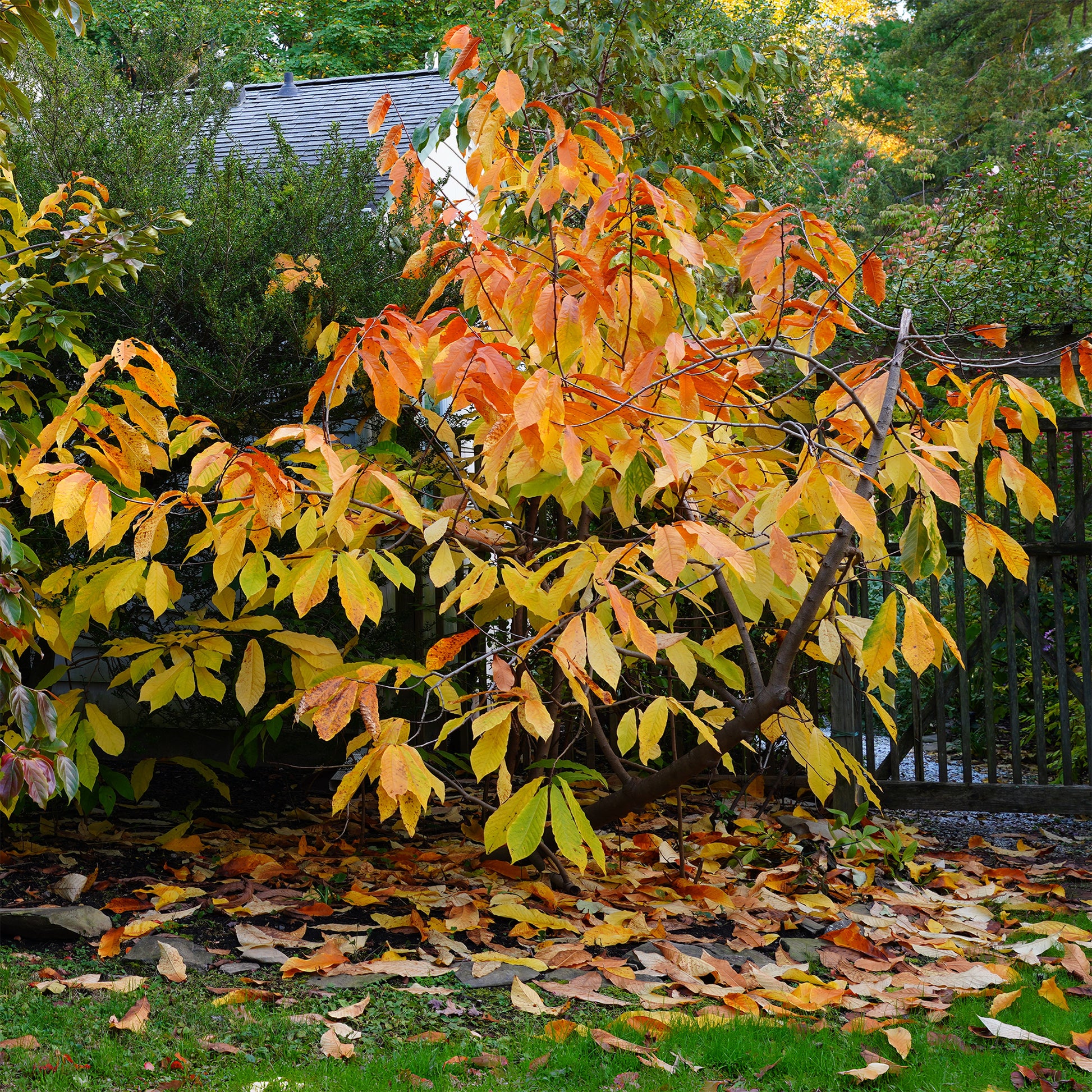 Asimina Triloba Prima -  - Exotische Obstbäume