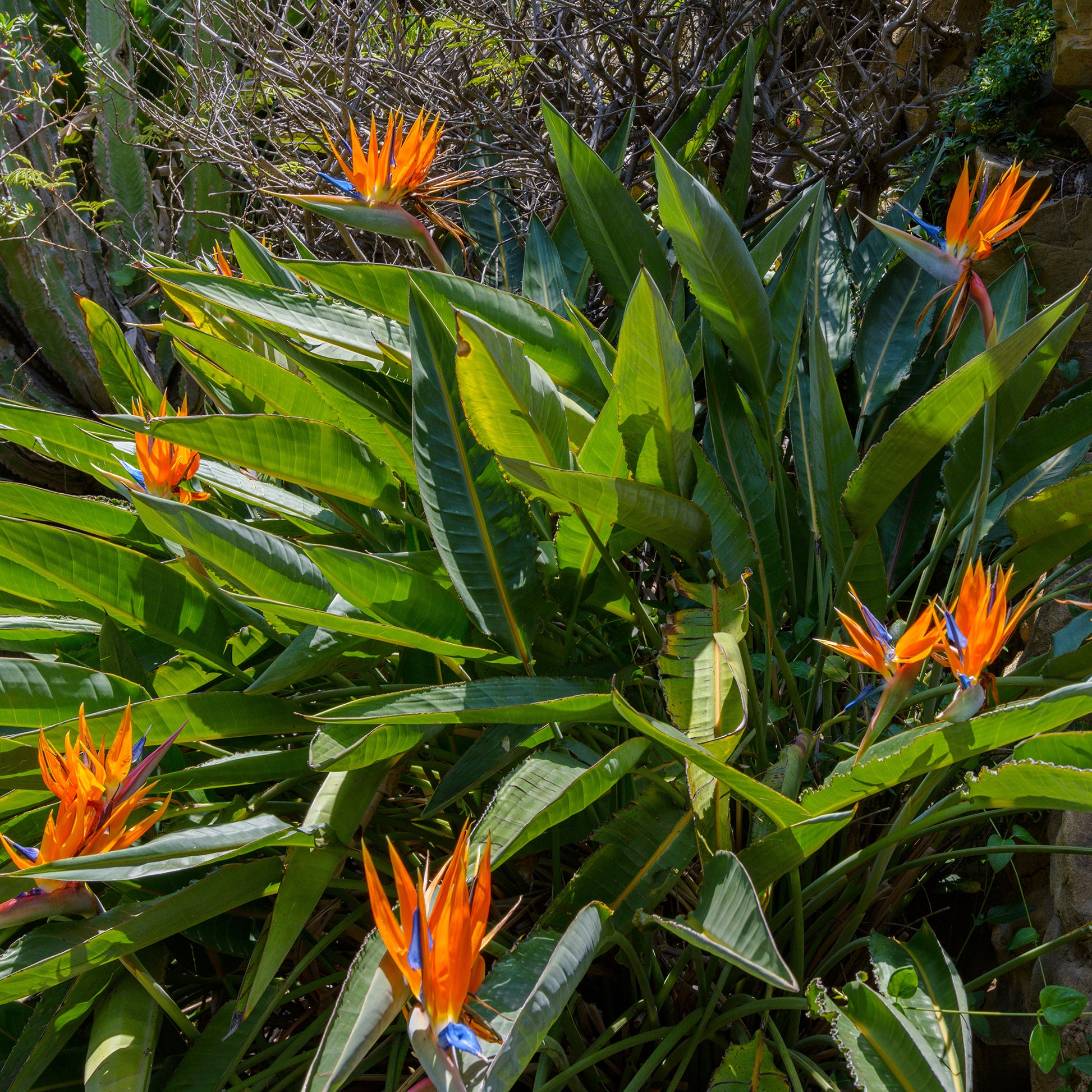 Strelitzia reginae - Paradiesvogelblume Strelitzia - Strelitzia reginae - Paradiesvogelblume