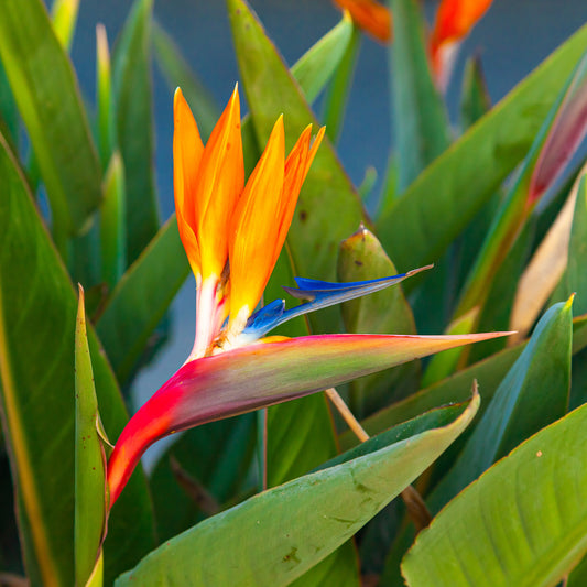 Paradiesvogelblume Strelitzia - Bakker