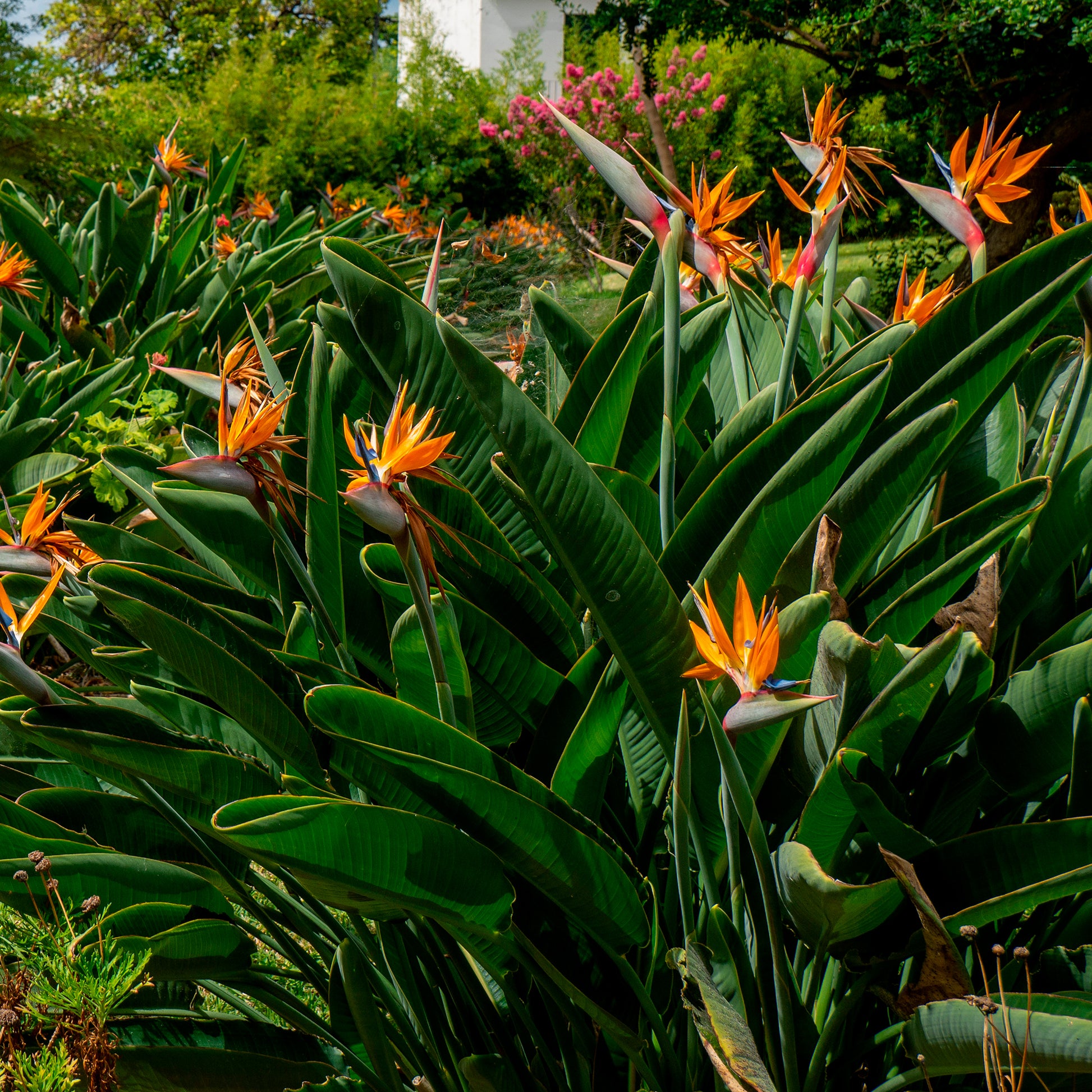Strelitzia reginae - Paradiesvogelblume - Paradiesvogelblume Strelitzia - Strelitzia reginae
