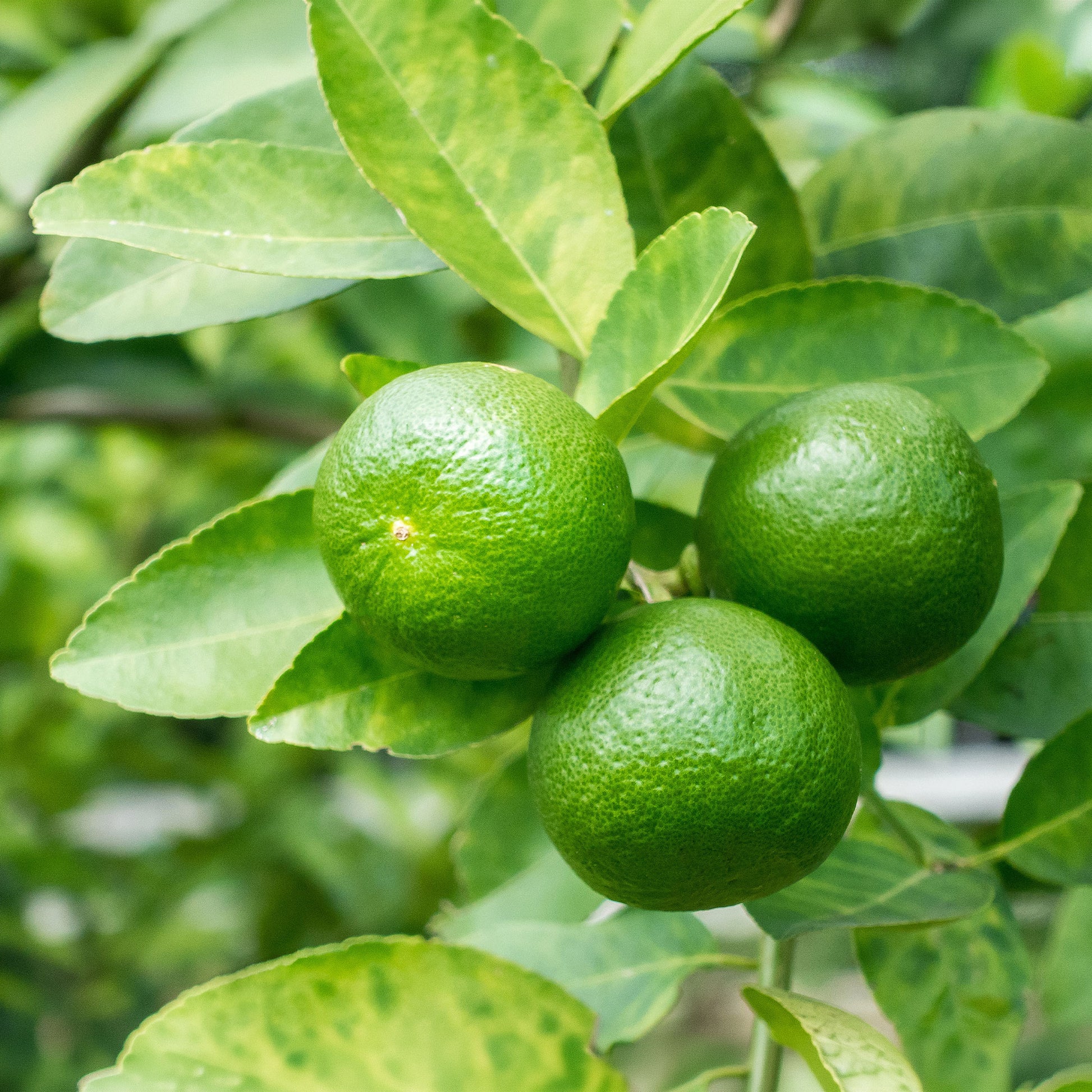 Citrus aurantifolia - Echte Limette - Zitrusfrüchte