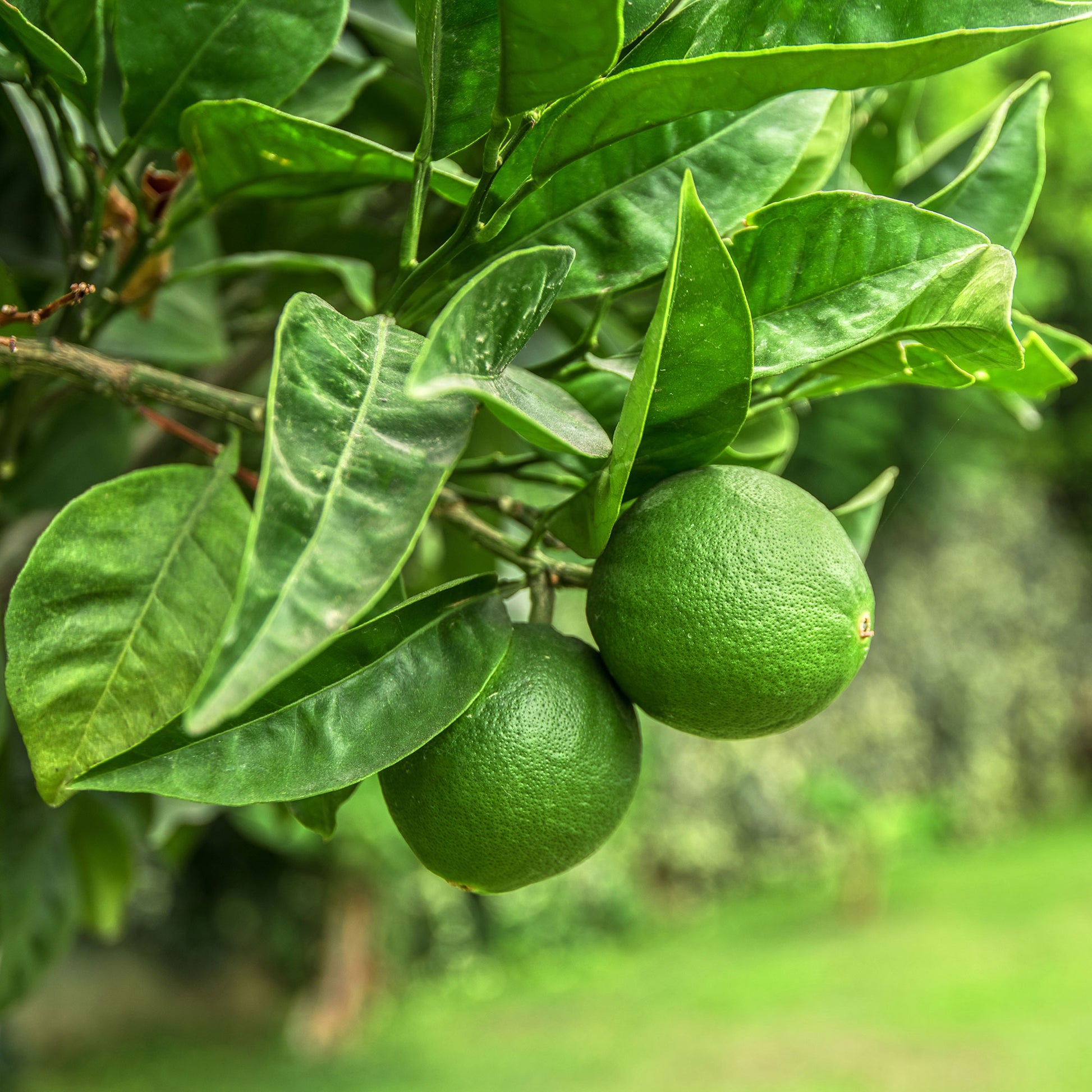 Echte Limette - Citrus aurantifolia - Bakker