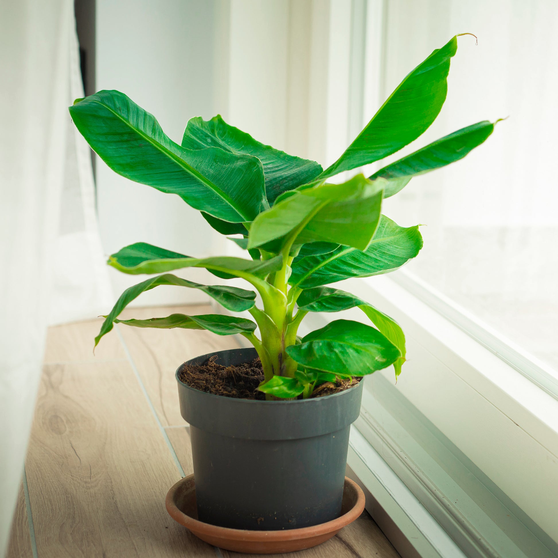 Zwergbanane Dwarf Cavendish - Bakker
