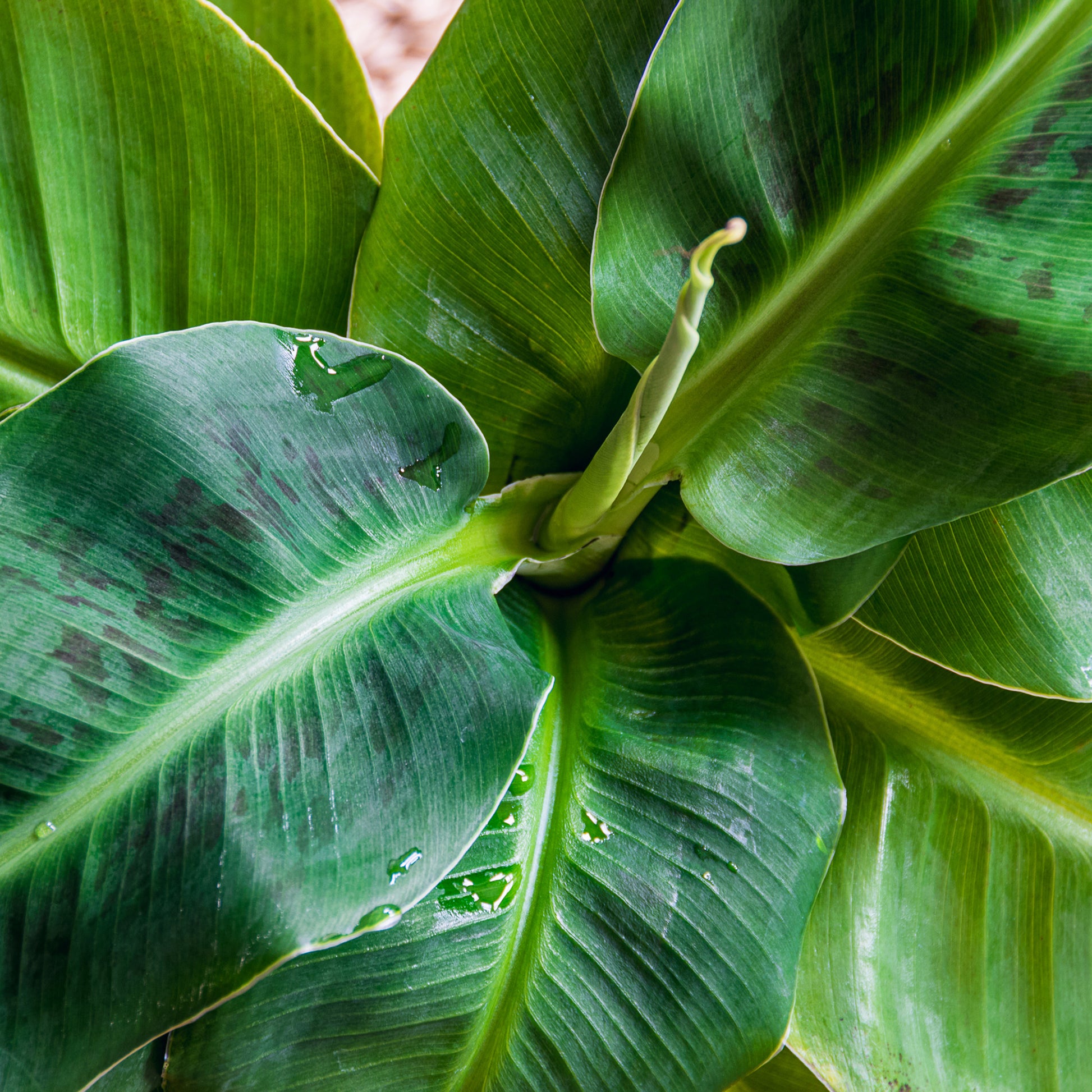 Bananenbaum   - Zwergbanane Dwarf Cavendish - Musa acuminata Dwarf Cavendish