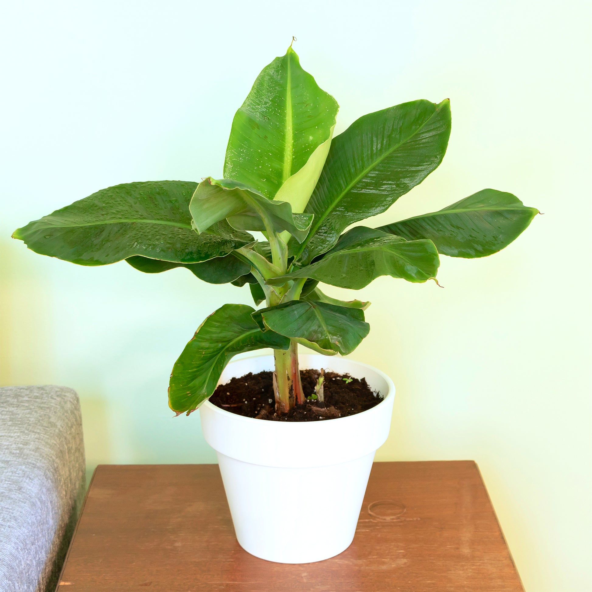 Musa acuminata Dwarf Cavendish - Zwergbanane Dwarf Cavendish - Bananenbaum  