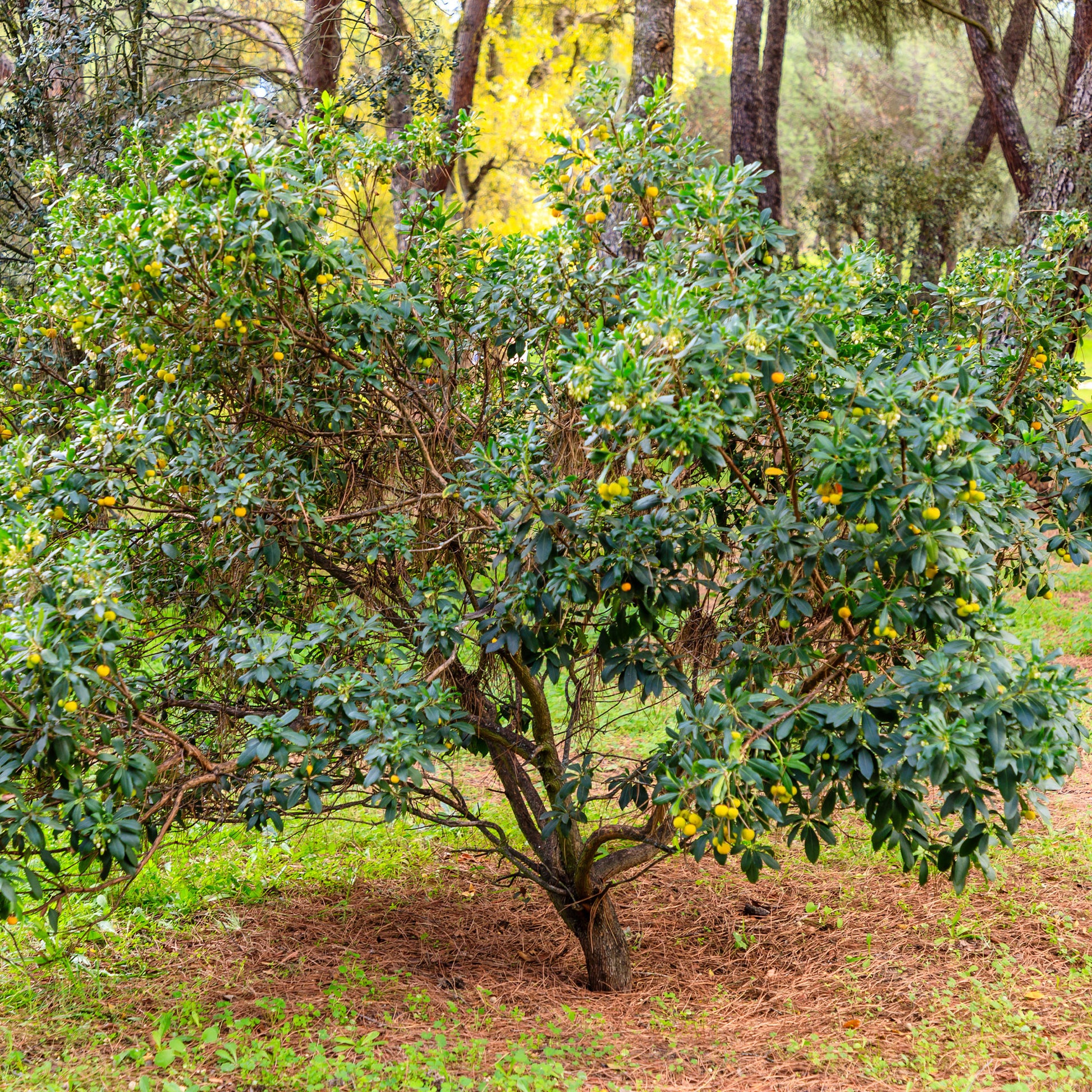 Arbutus unedo - Erdbeerbaum - Immergrüne Sträucher