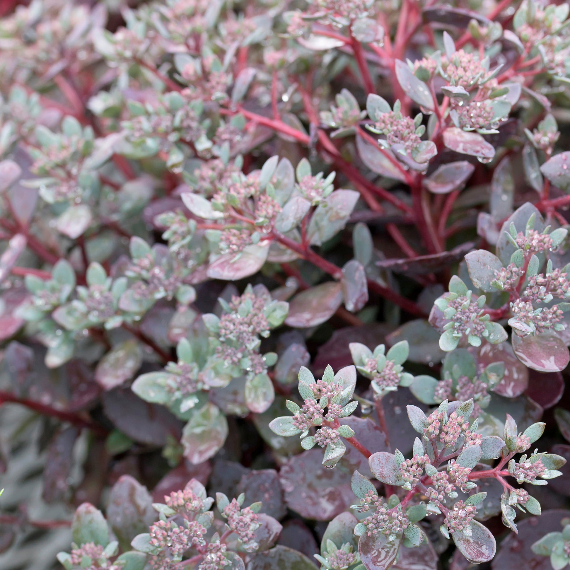 Sedum Dazzleberry - Fetthenne SunSparkler Dazzleberry - Sedum - Fetthenne
