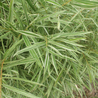 Pleioblastus fortunei variegata - Buntlaubiger Zwergbambus - Bambus - Bambuseae
