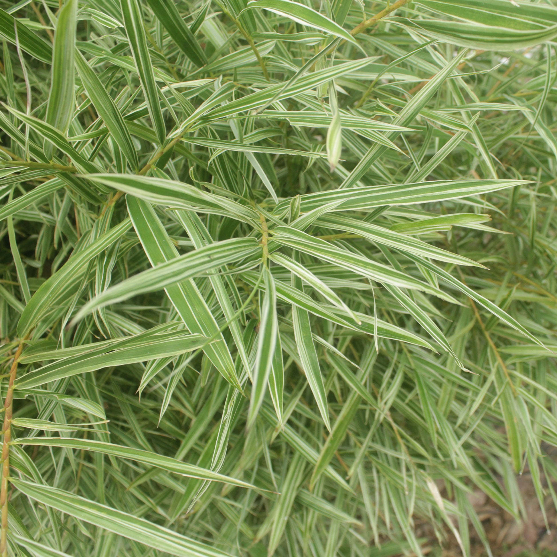 Pleioblastus fortunei variegata - Buntlaubiger Zwergbambus - Bambus - Bambuseae
