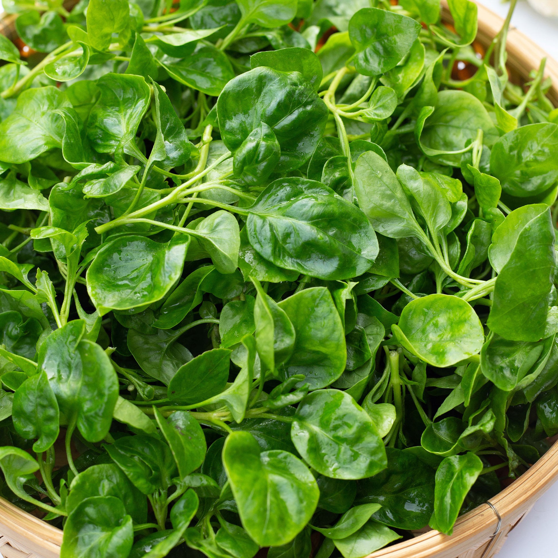 Brunnenkresse - Nasturtium officinale - Bakker