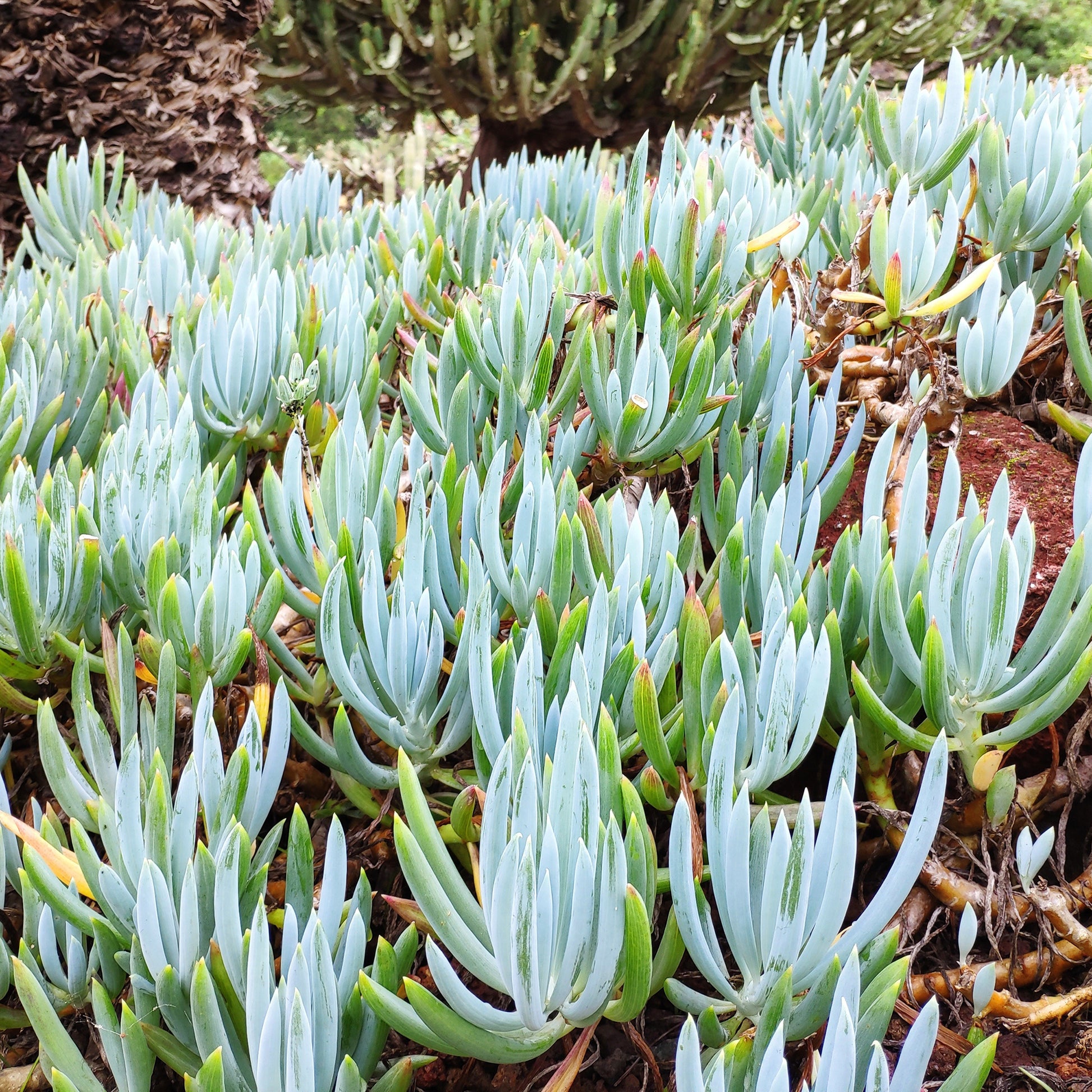 Blaue Strohhalme - Senecio mandraliscae - Bakker