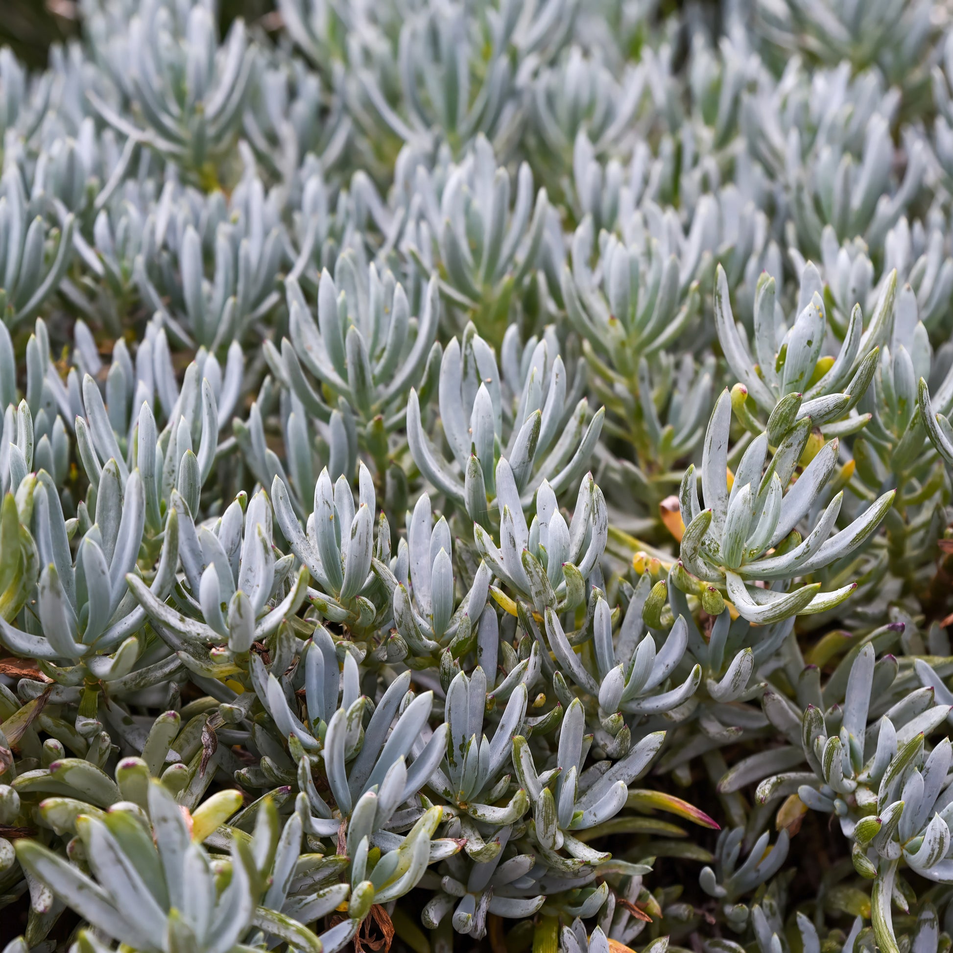 Verkauf Blaue Strohhalme - Senecio mandraliscae
