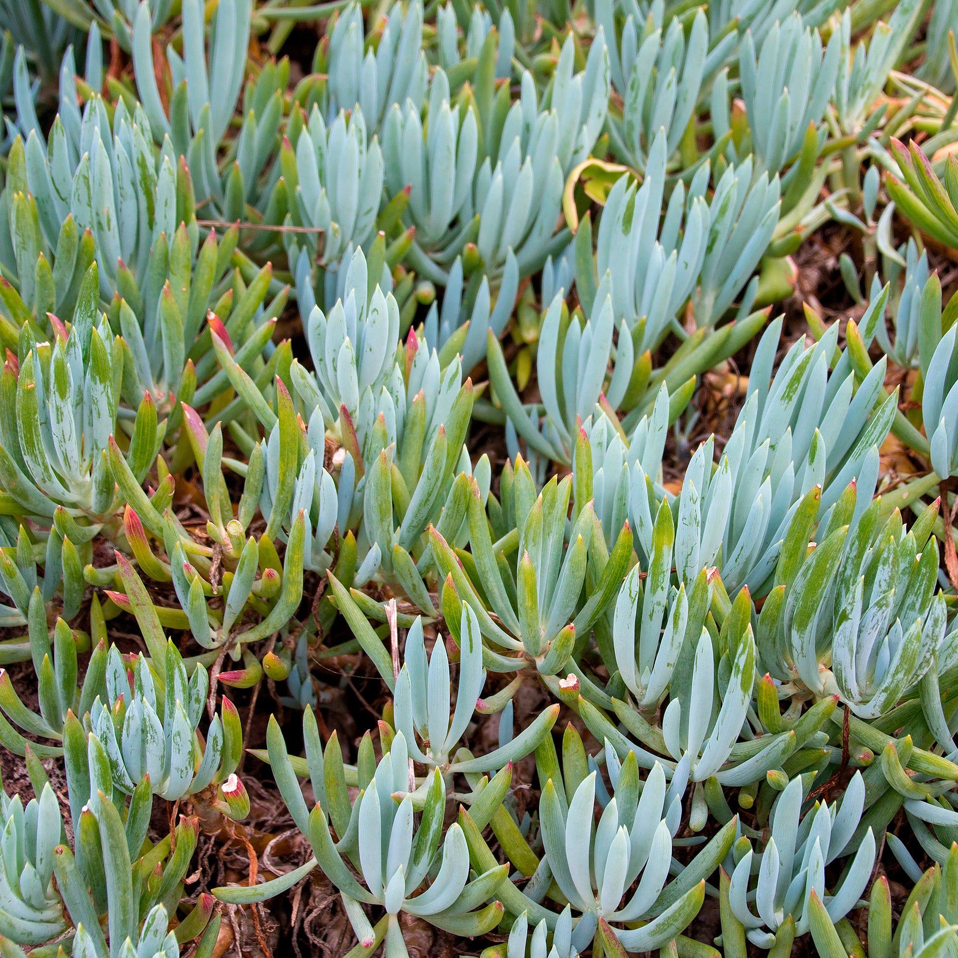 Immergrüne Sträucher - Blaue Strohhalme - Senecio mandraliscae