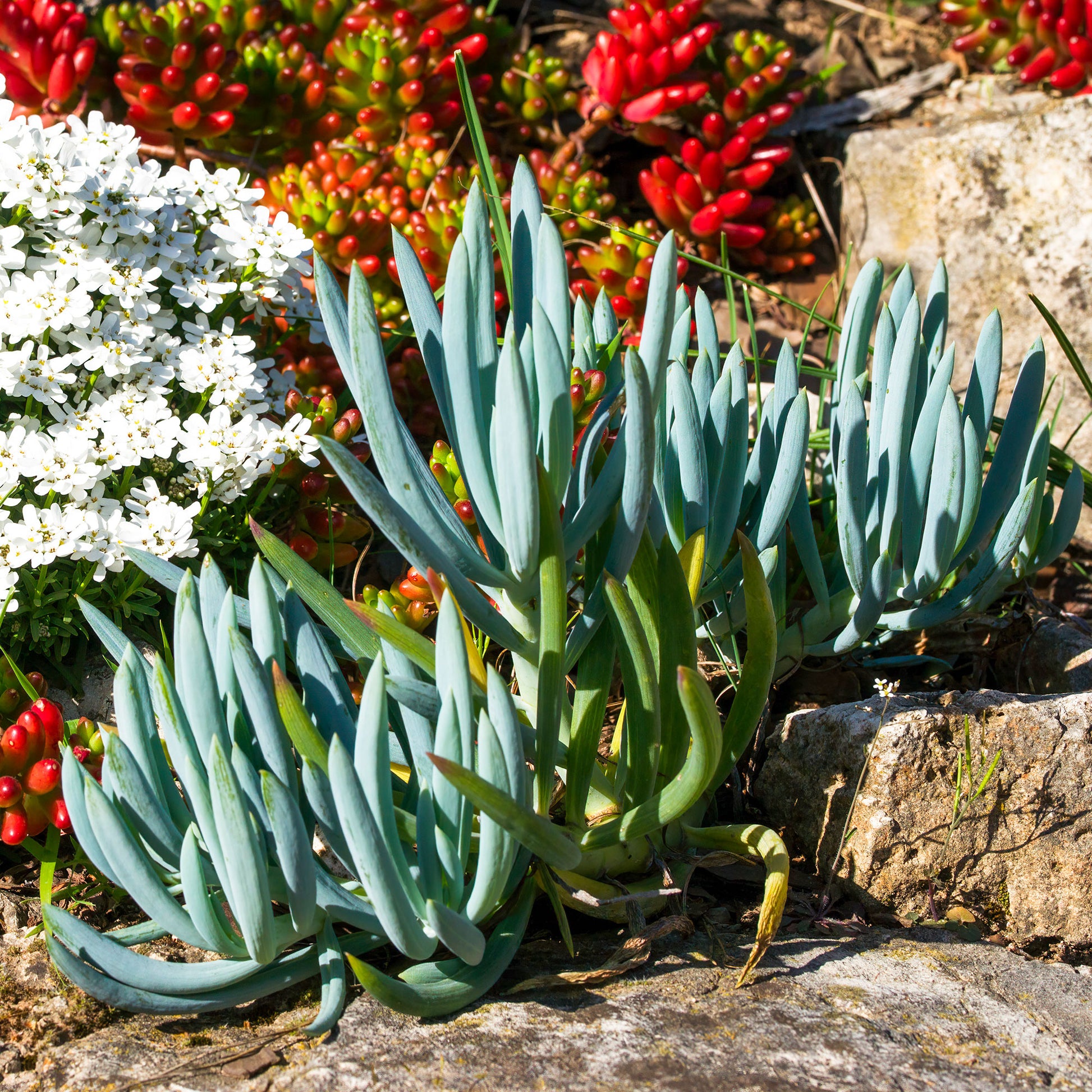 Senecio mandraliscae - Blaue Strohhalme - Immergrüne Sträucher