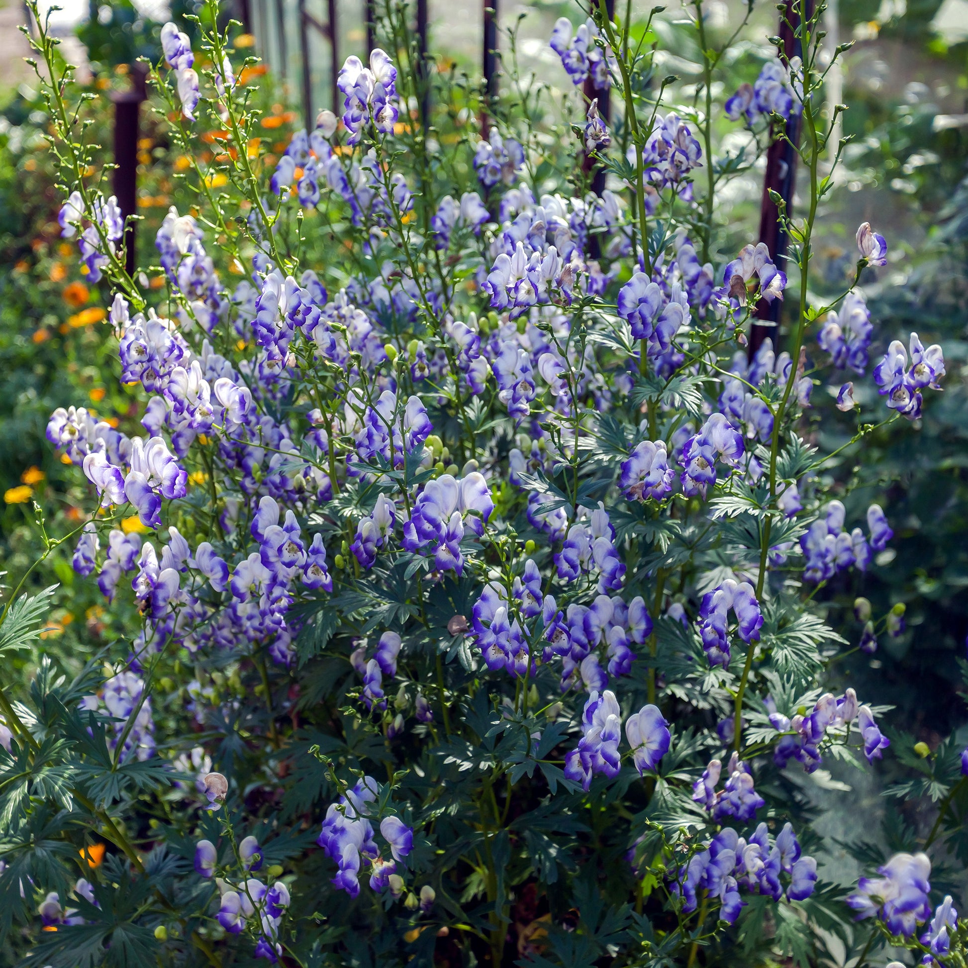 Weißblaublühender Eisenhut Bicolor - Aconitum cammarum Bicolor - Bakker