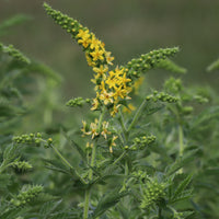 Gemeiner Odermennig - Agrimonia eupatoria - Bakker