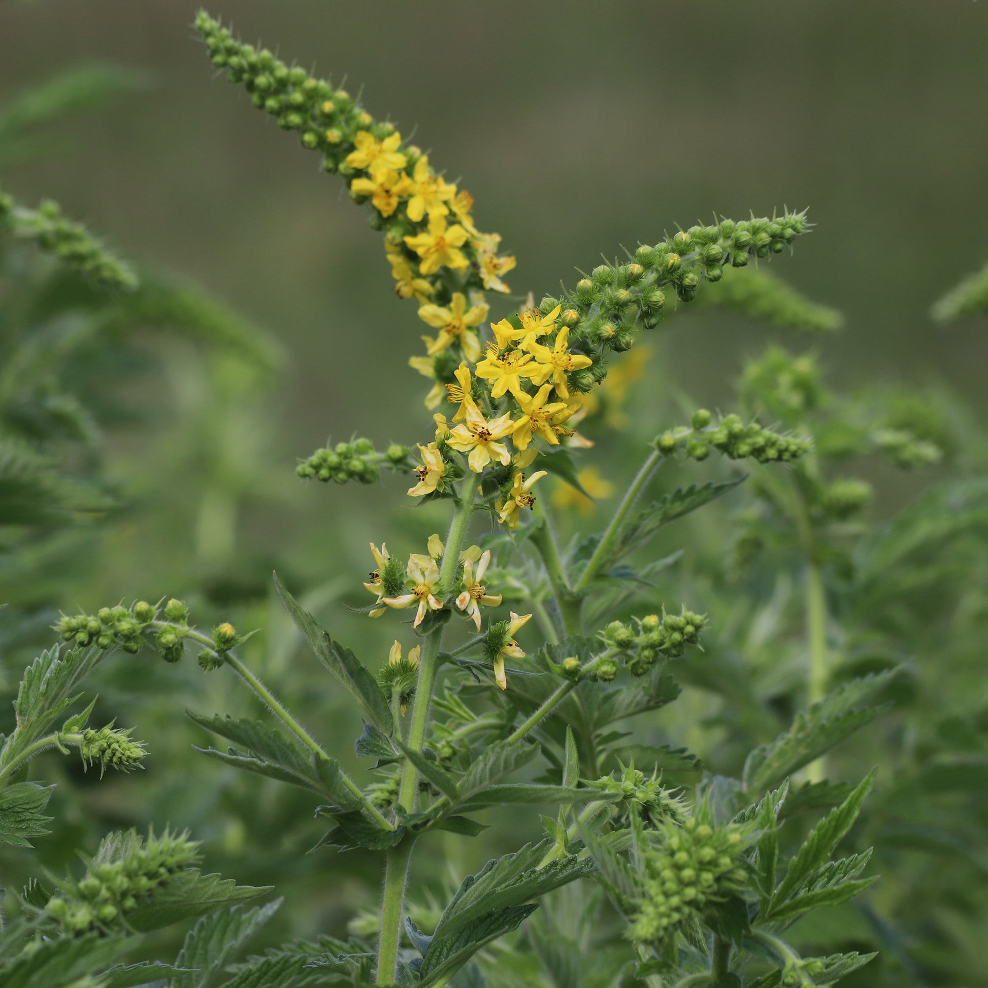 Gemeiner Odermennig - Agrimonia eupatoria - Bakker