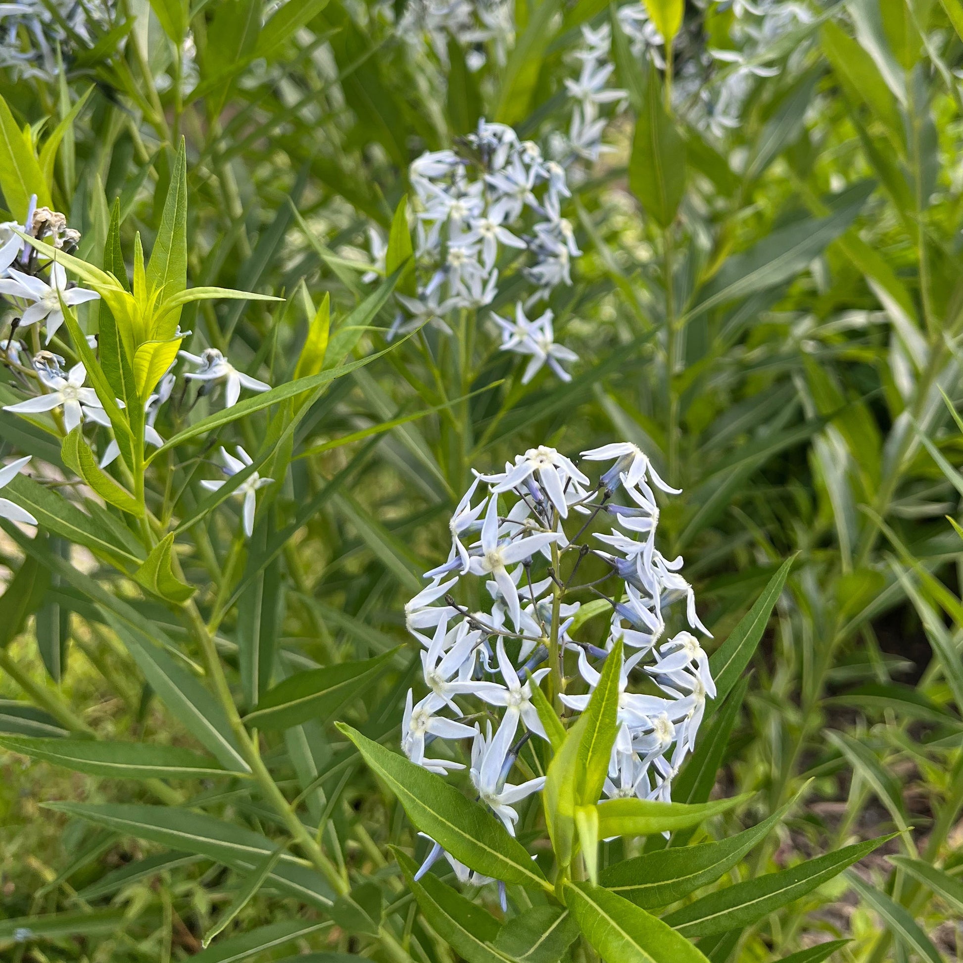 Blaustern-Weideblättrige Amsonie - Amsonia tabernaemontana var. salicifolia - Bakker