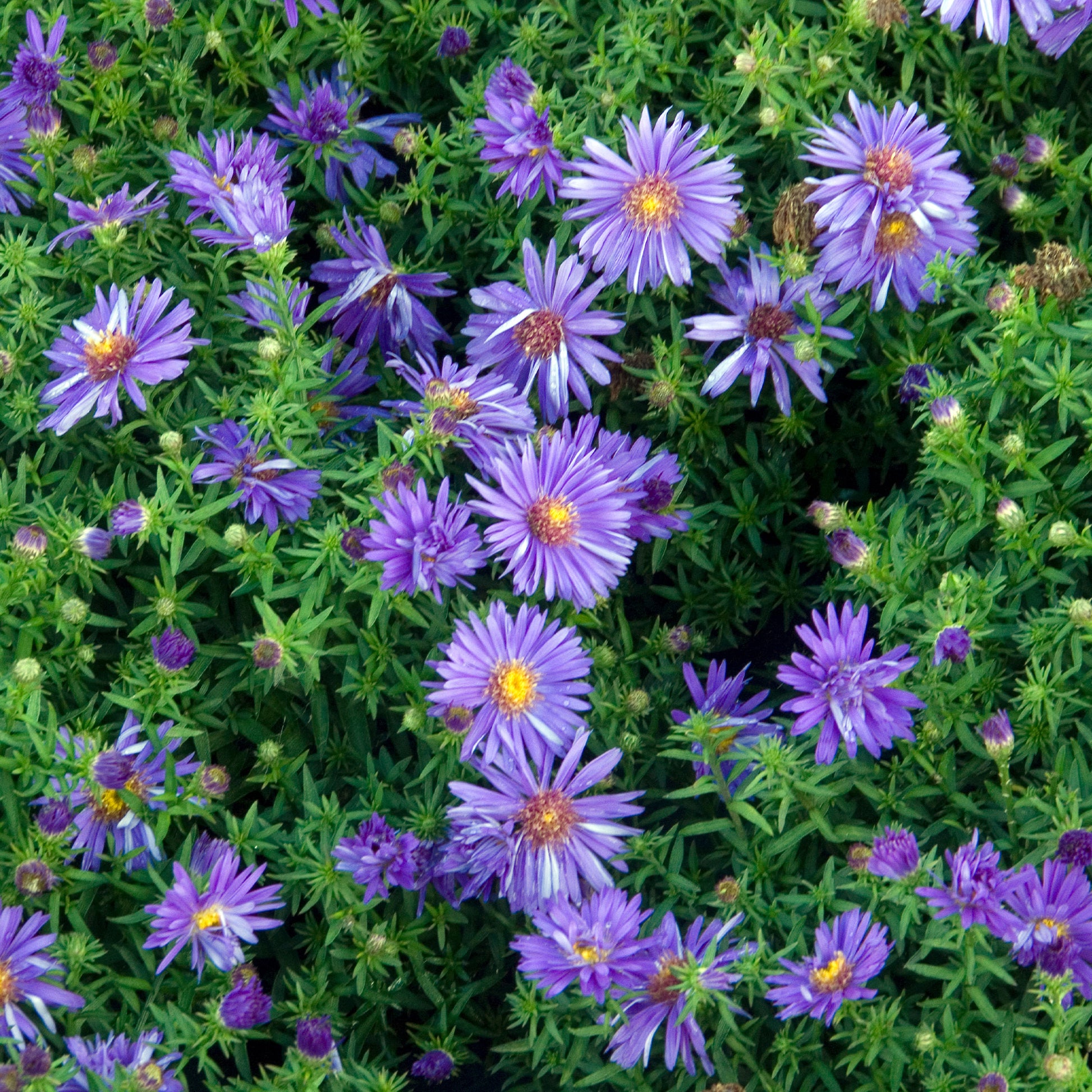 Kissen-Aster 'Augenweide' - Aster dumosus Augenweide - Bakker