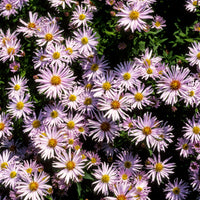 Kissen-Aster 'Silberblaukissen' - Bakker