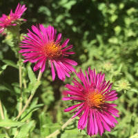 Raublatt-Aster ‘Septemberrubin’ - Aster novae-angliae septemberrubin - Bakker