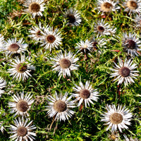 Silberdistel - Carlina acaulis subsp. simplex - Bakker