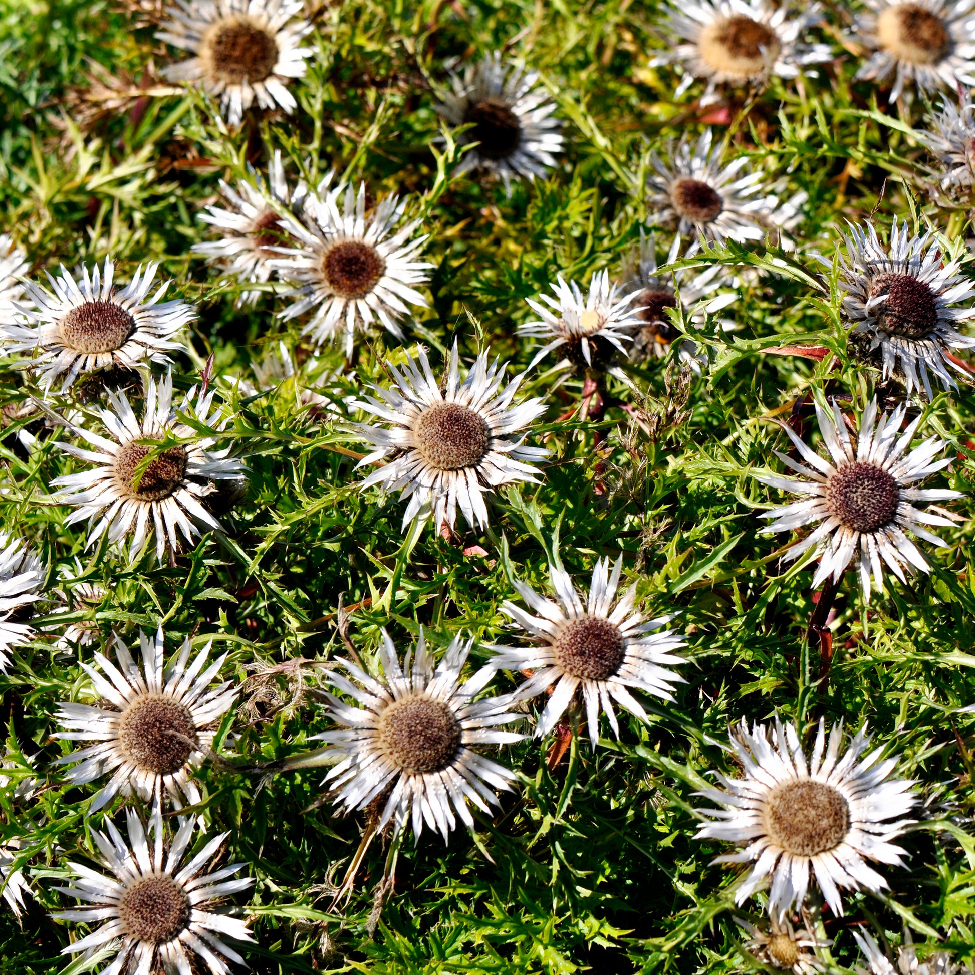 Silberdistel - Carlina acaulis subsp. simplex - Bakker