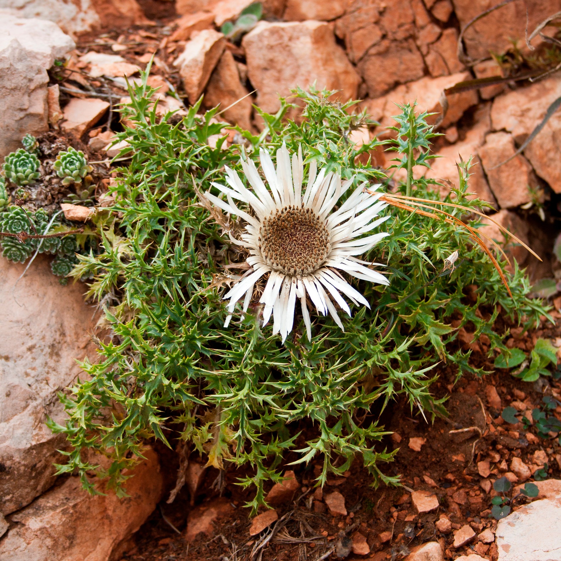 Carlina acaulis subsp. simplex - Silberdistel - Wildstauden  