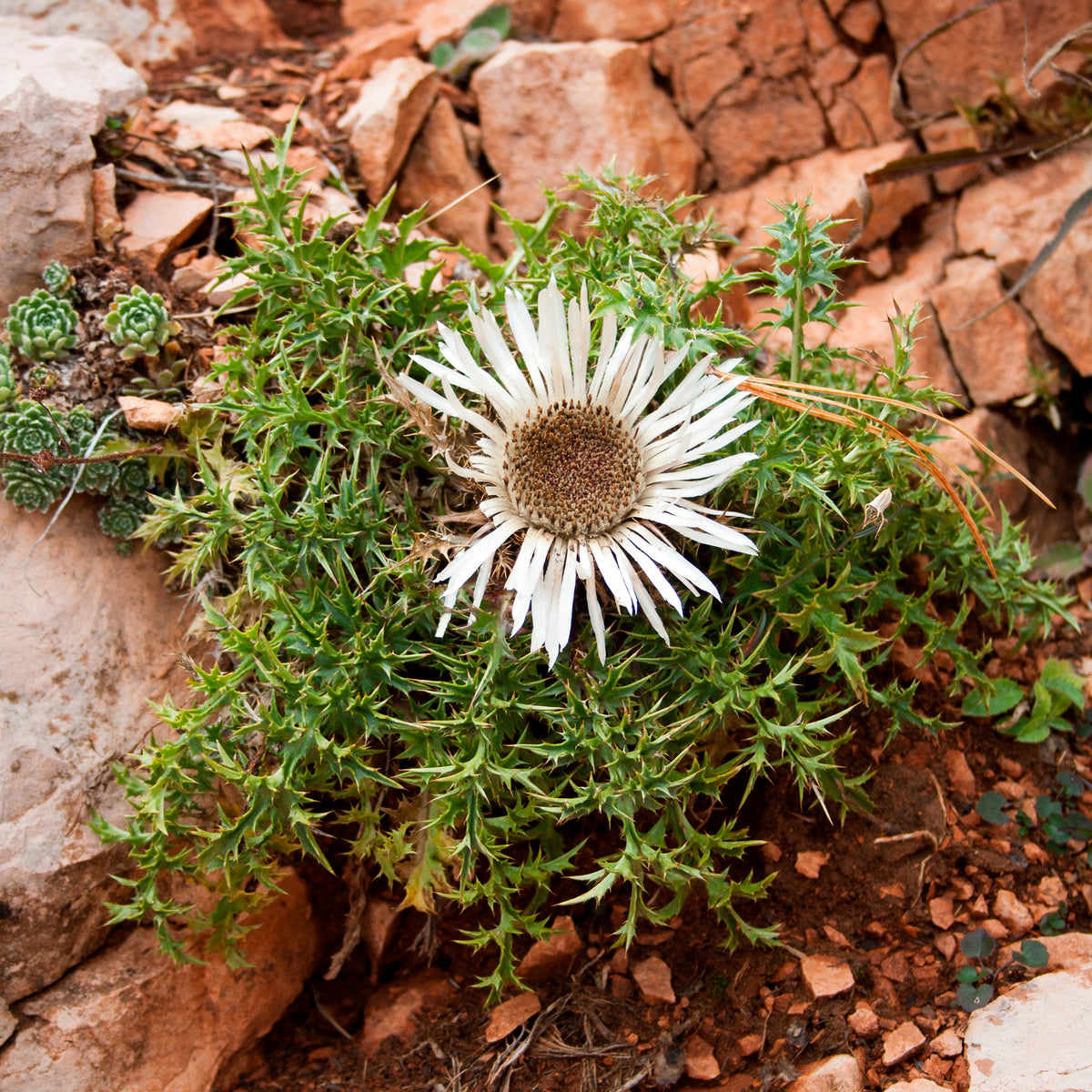 Carlina acaulis subsp. simplex - Silberdistel - Wildstauden  