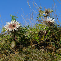 Wildstauden   - Silberdistel - Carlina acaulis subsp. simplex