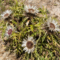 Verkauf Silberdistel - Carlina acaulis subsp. simplex