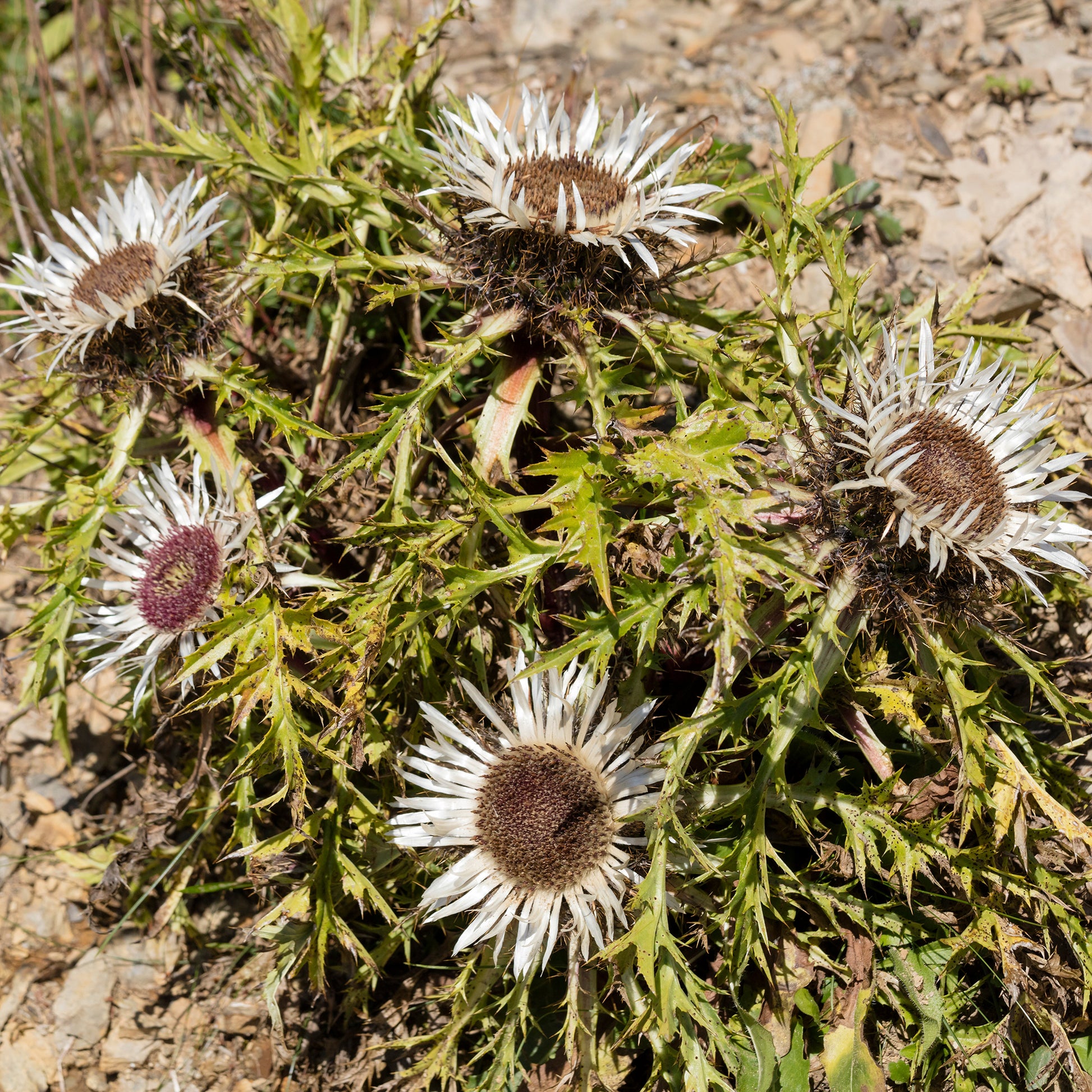 Verkauf Silberdistel - Carlina acaulis subsp. simplex