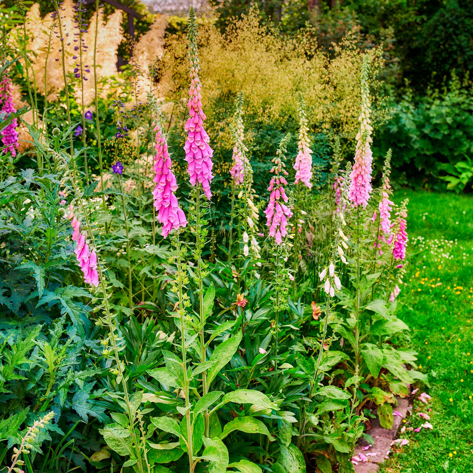 Roter Fingerhut - Digitalis purpurea - Bakker