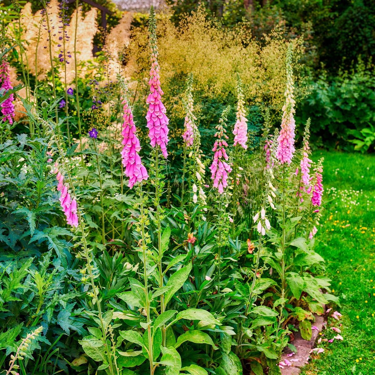 Roter Fingerhut - Digitalis purpurea - Bakker