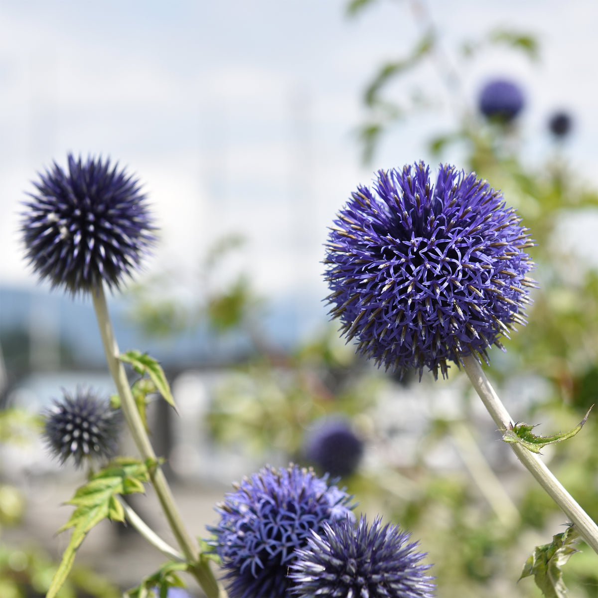Stauden - Kugeldistel Blue Globe - Echinops bannaticus blue globe