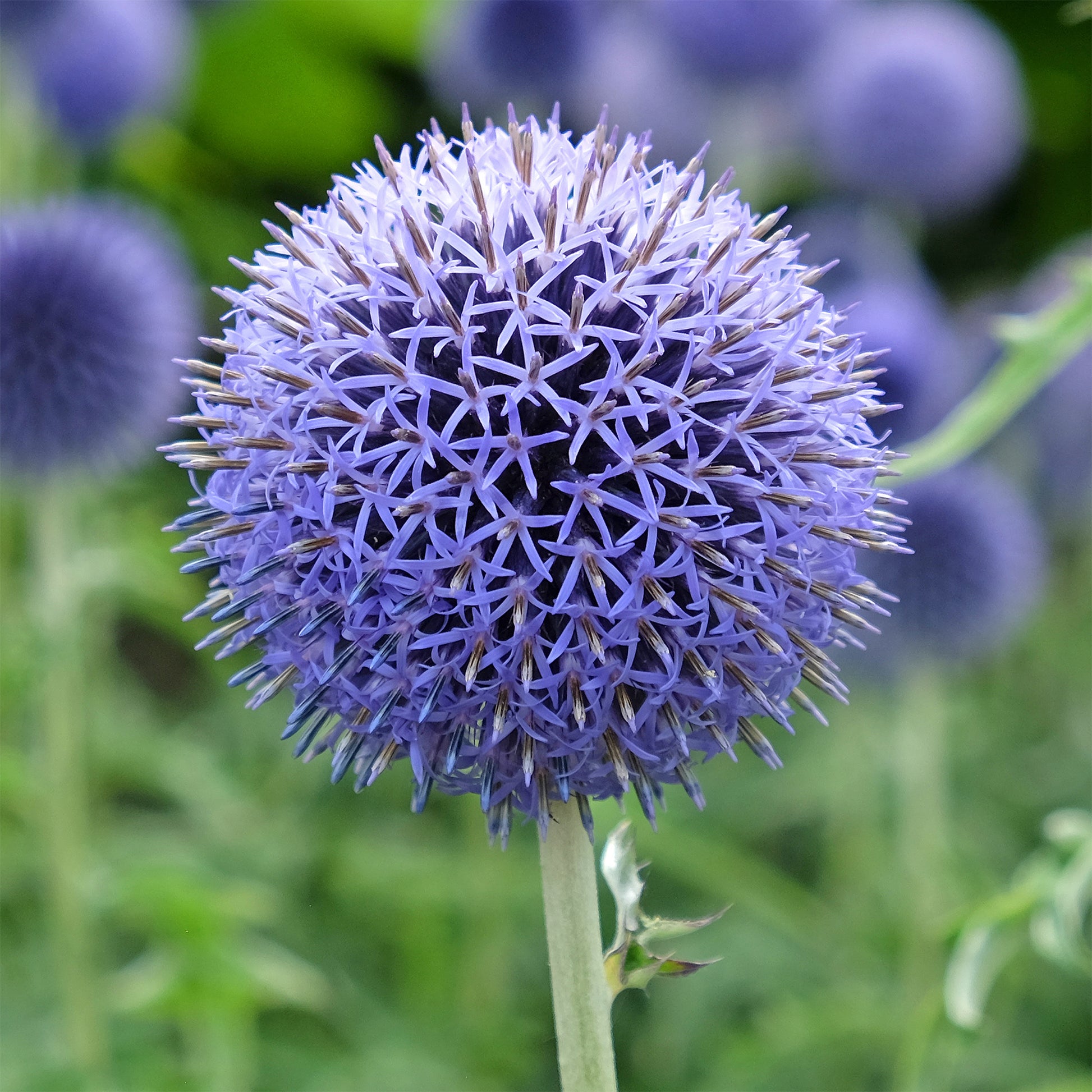 Verkauf Kugeldistel Blue Globe - Echinops bannaticus blue globe