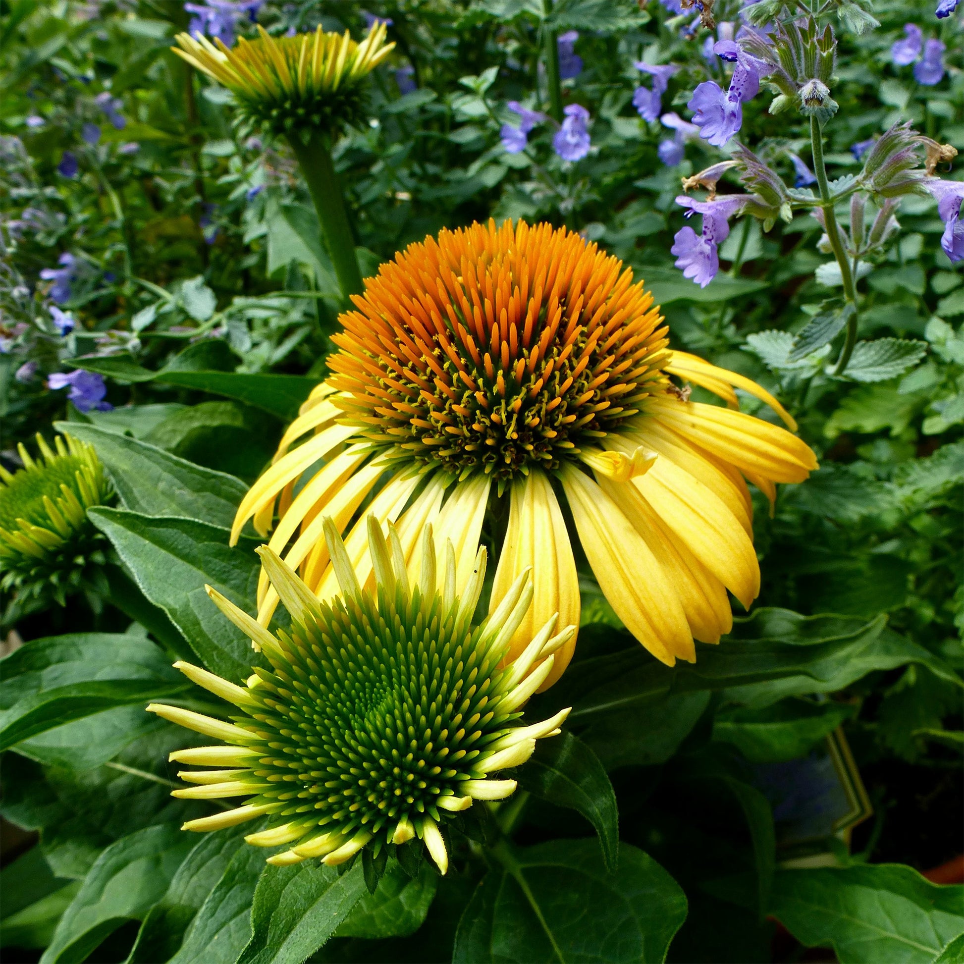 Sonnenhut ‘Harvest Moon’ - Echinacea purpurea Harvest Moon - Bakker