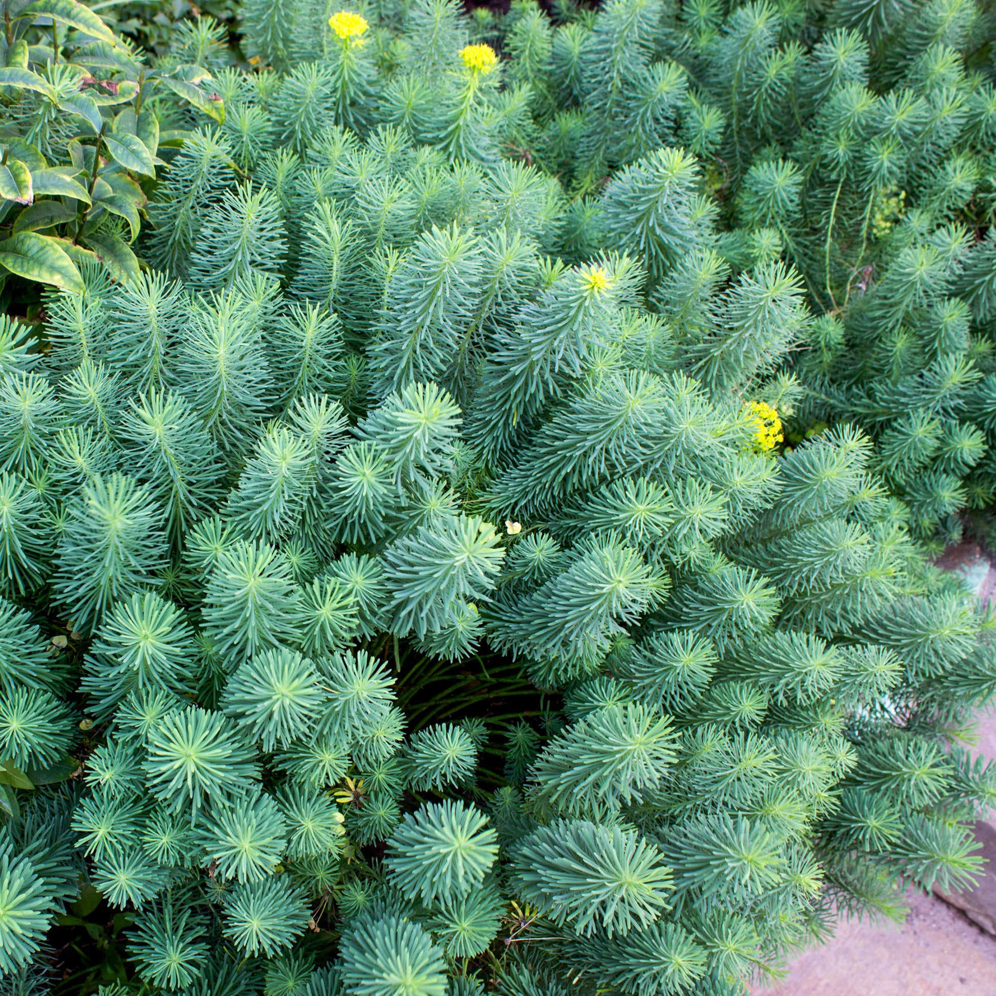 Euphorbia cyparissias - Zypressen-Wolfsmilch - Wolfsmilch  