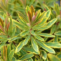Garten-Wolfsmilch 'Ascot Rainbow' - Bakker