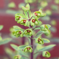 Euphorbia ascot rainbow - Garten-Wolfsmilch 'Ascot Rainbow' - Wolfsmilch  
