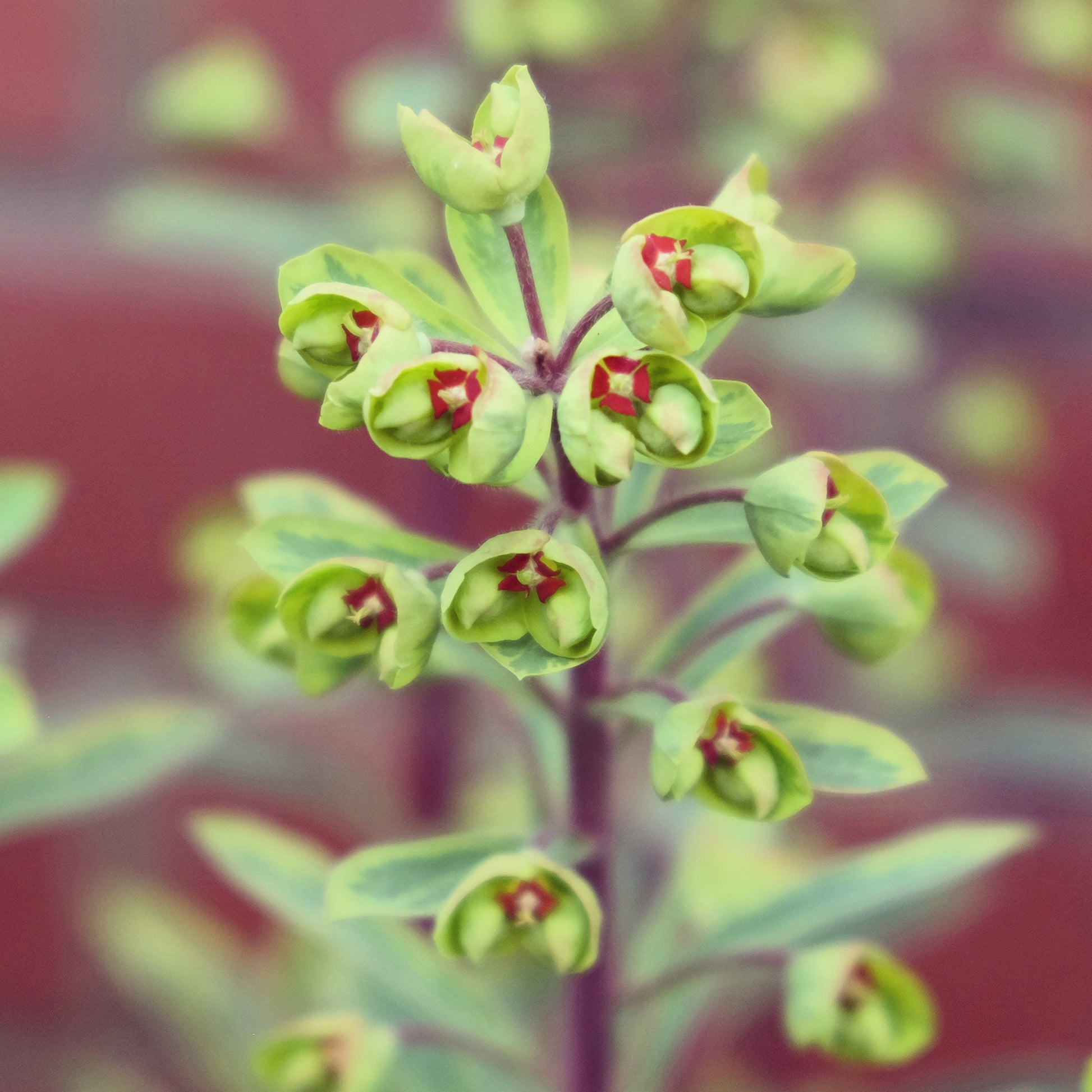 Euphorbia ascot rainbow - Garten-Wolfsmilch 'Ascot Rainbow' - Wolfsmilch  