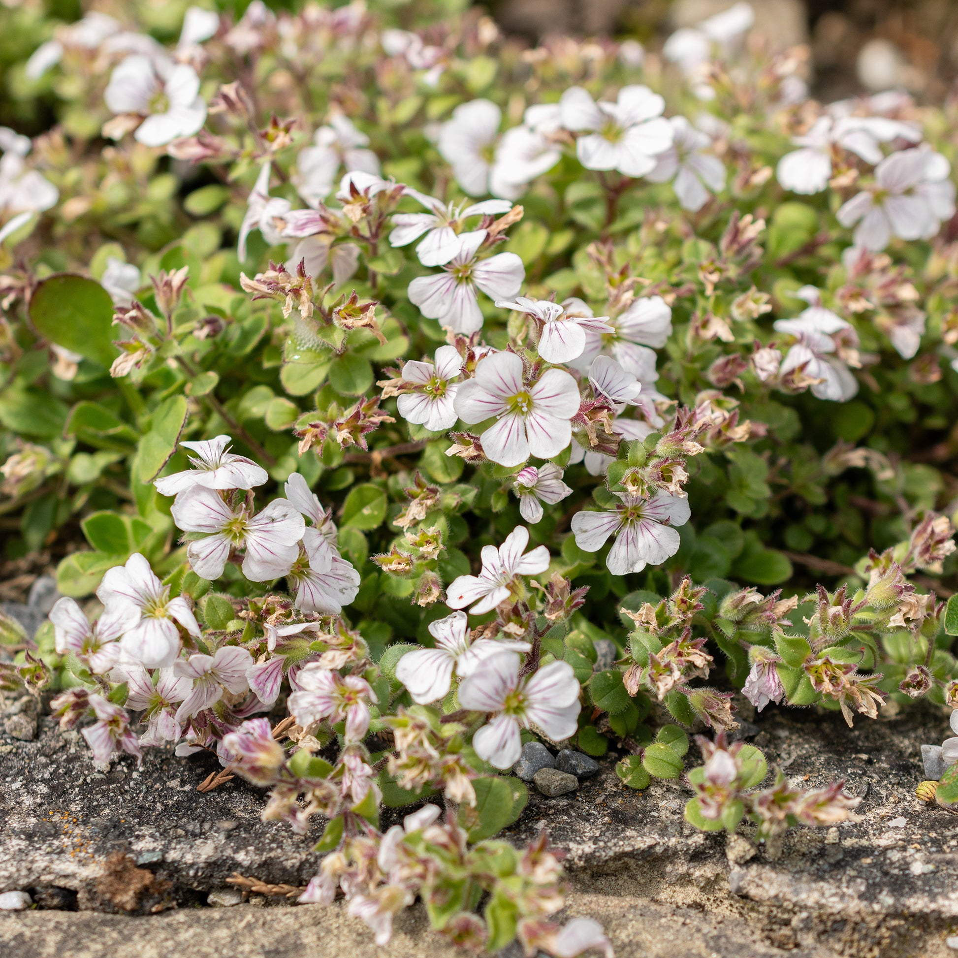 Himalaya-Schleierkraut - Gypsophila - Bakker