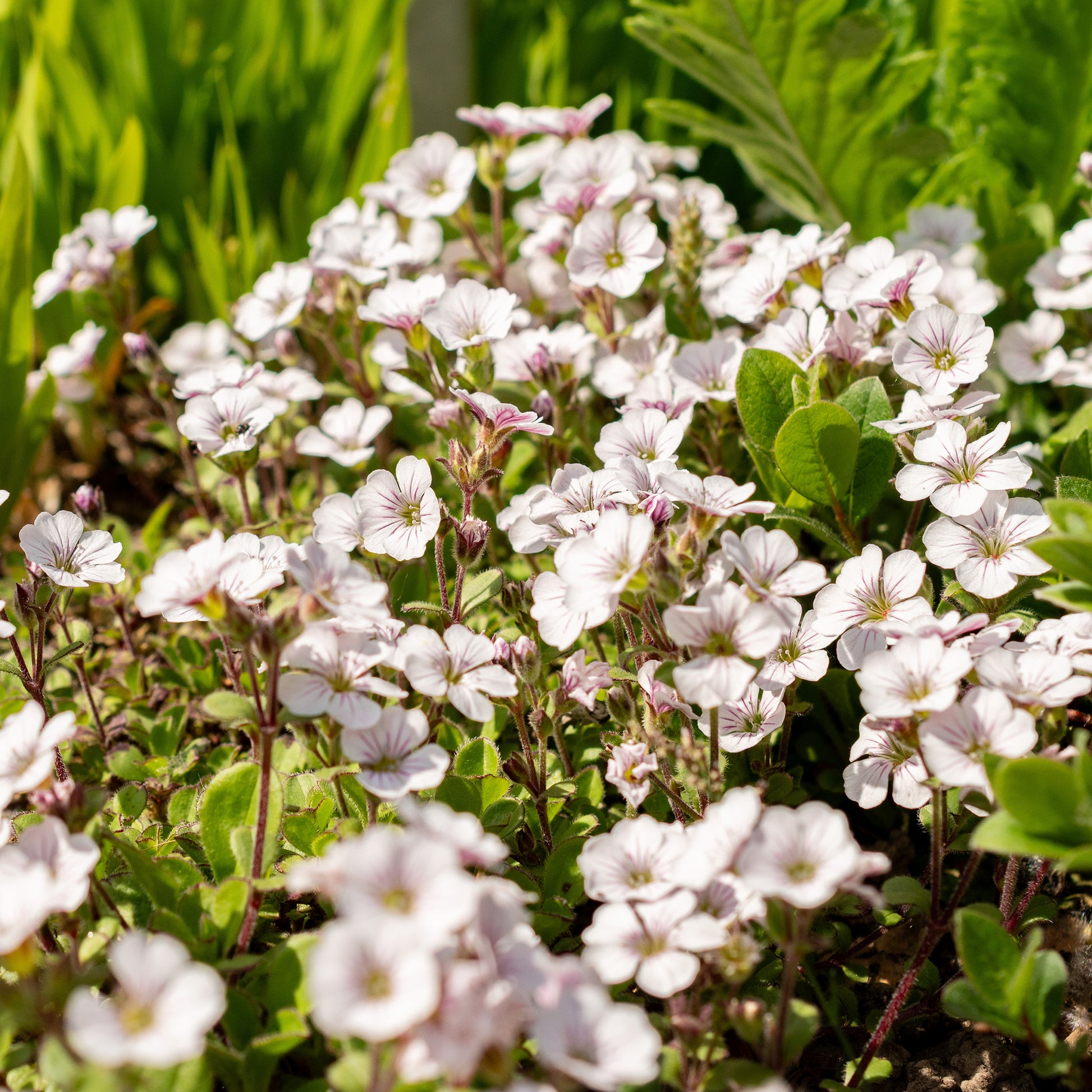 Verkauf Himalaya-Schleierkraut - Gypsophila