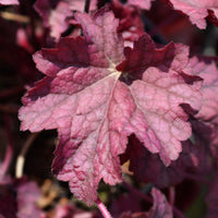 Silberglöckchen 'Berry Smoothie' - Heuchera berry smoothie - Bakker