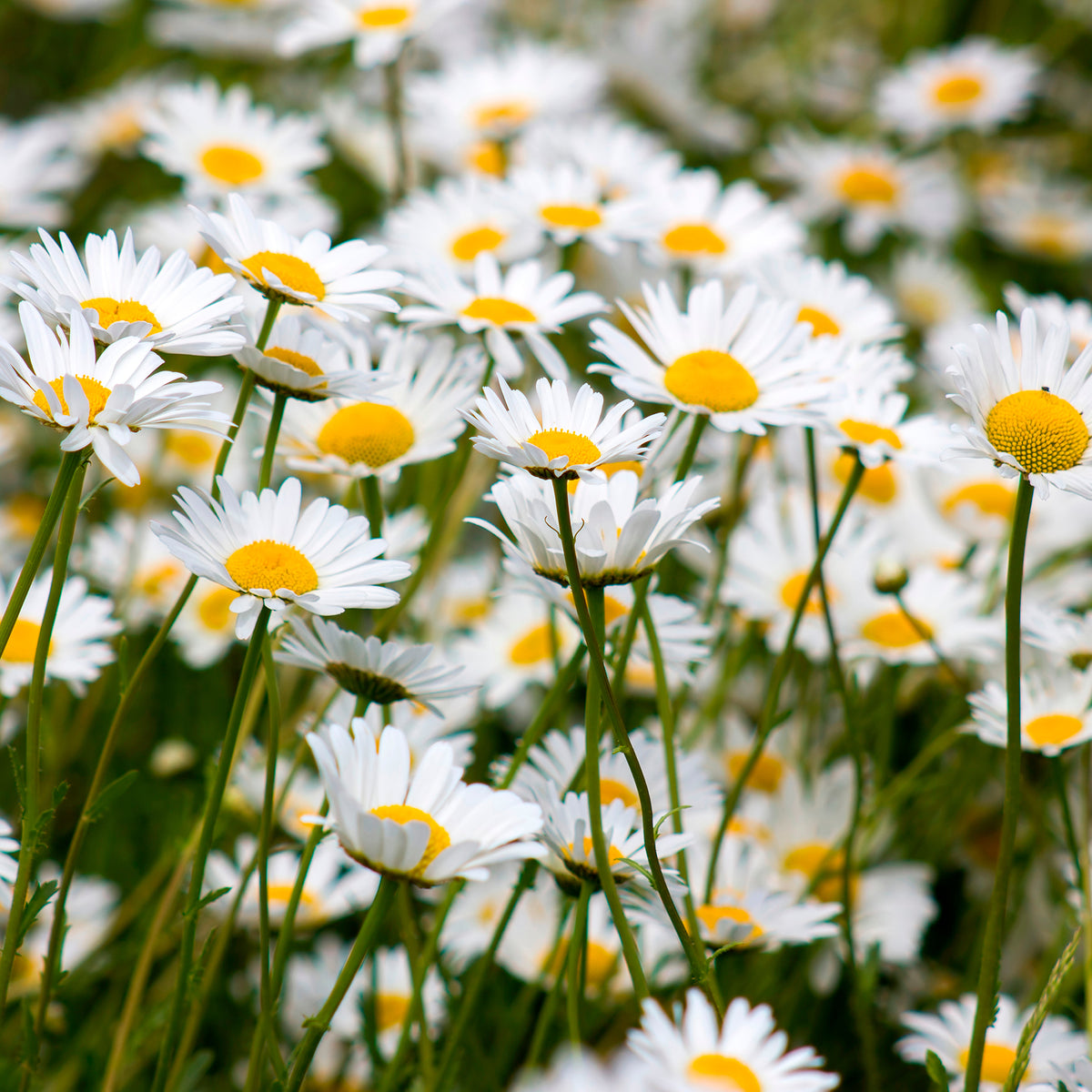 Verkauf Wiesen-Margerite - Leucanthemum vulgare