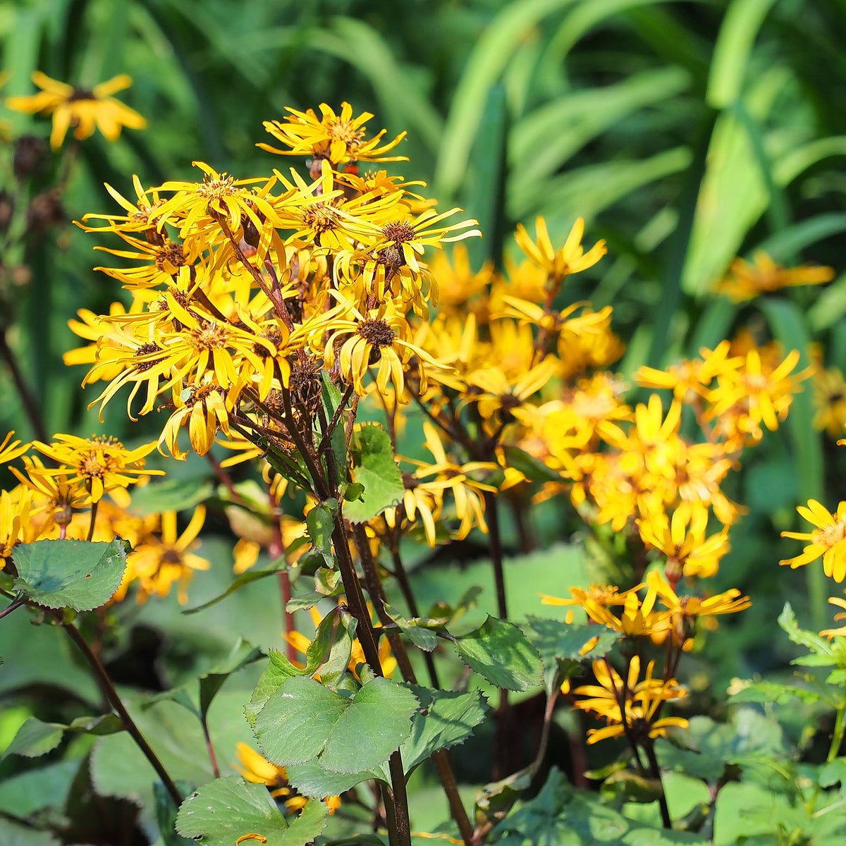 Stern-Goldkolben - Ligularia dentata - Bakker