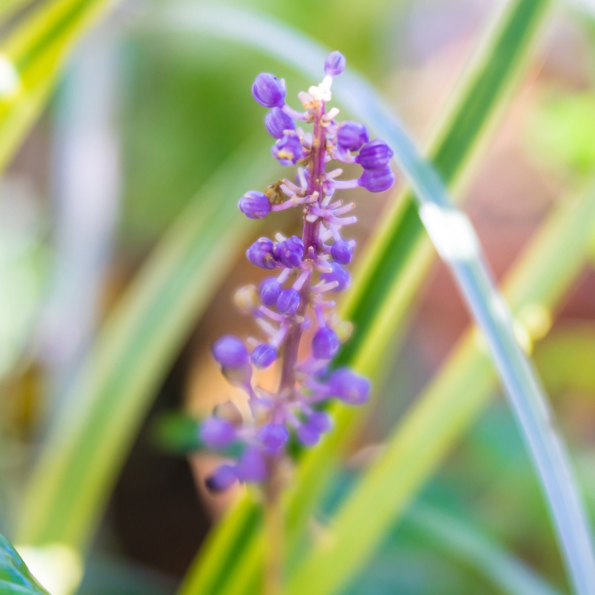 Liliengras Gold Banded - Liriope muscari Gold Banded - Bakker