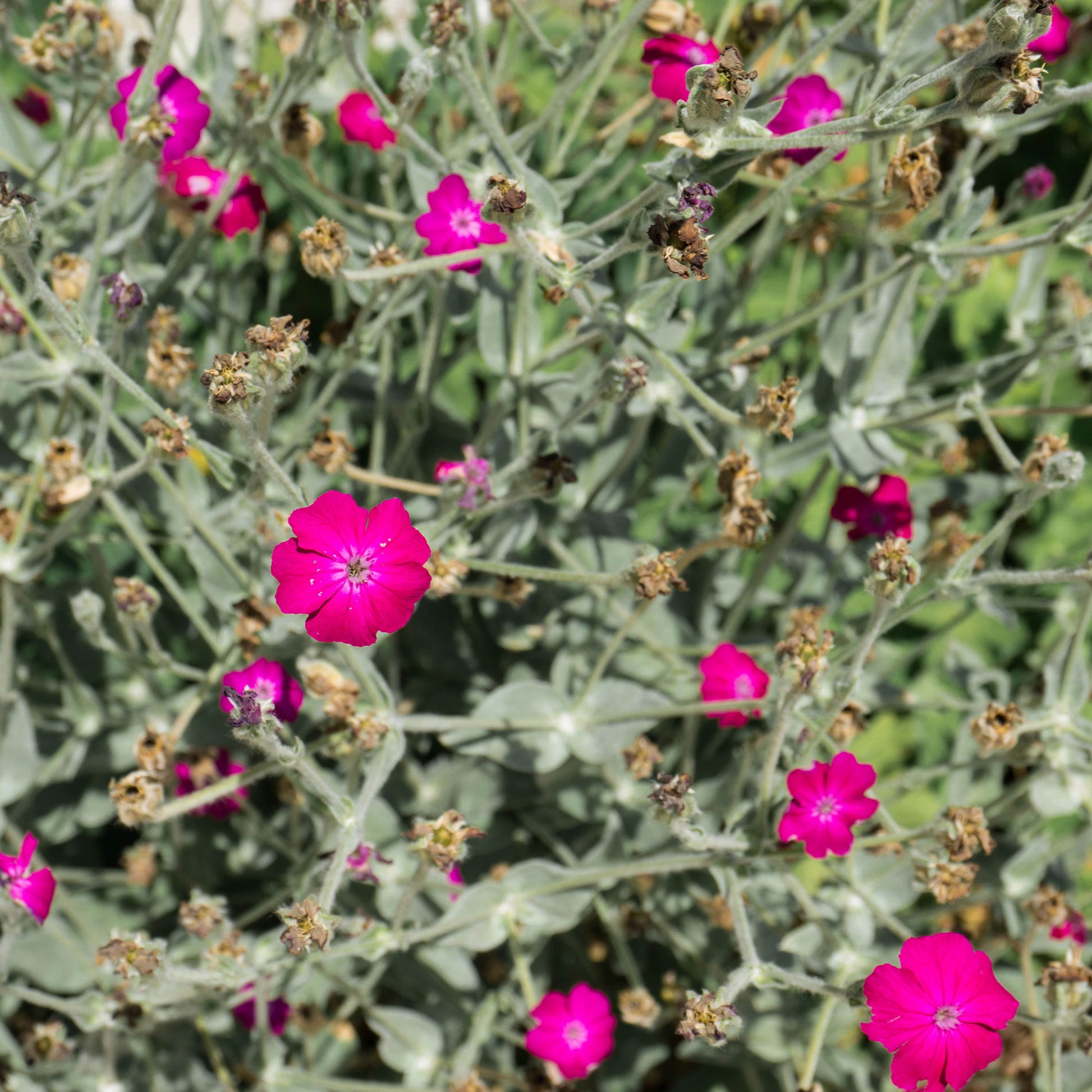 Vexiernelke 'Atrosanguinea' - Lychnis coronaria atrosanguinea - Bakker